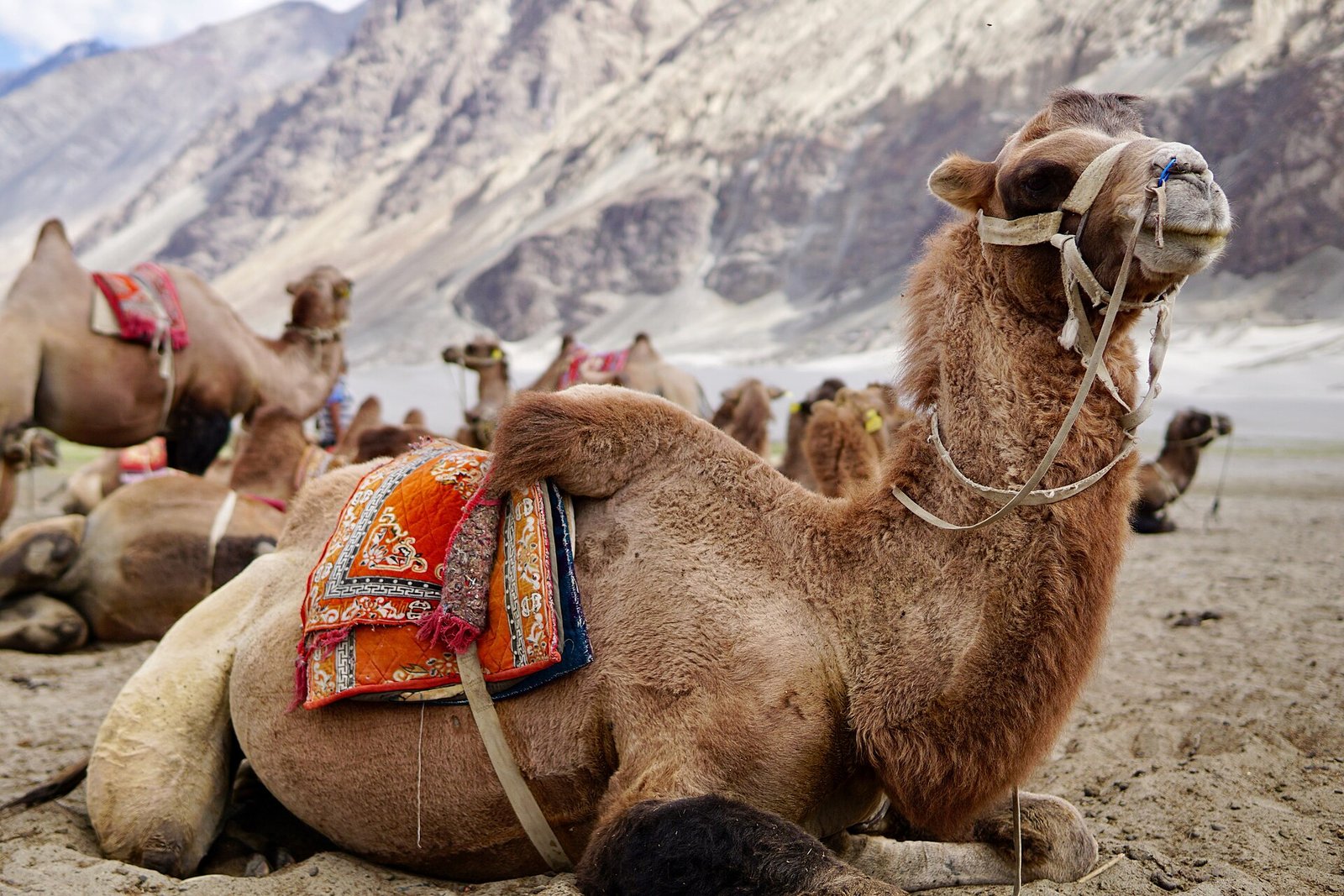 Double-humped camels on the sand dunes at Hunder in the Nubra Valley